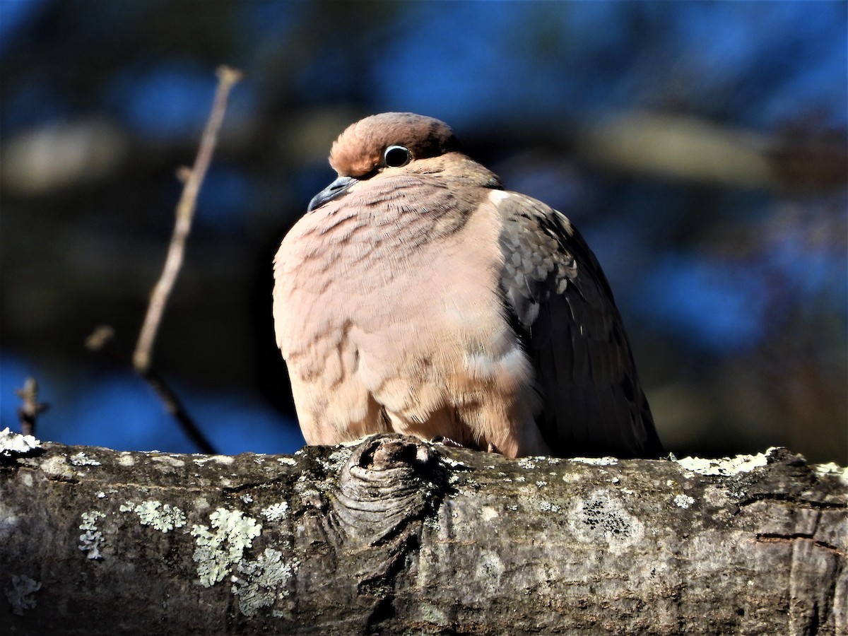 Зенаїда північна - ML297332631
