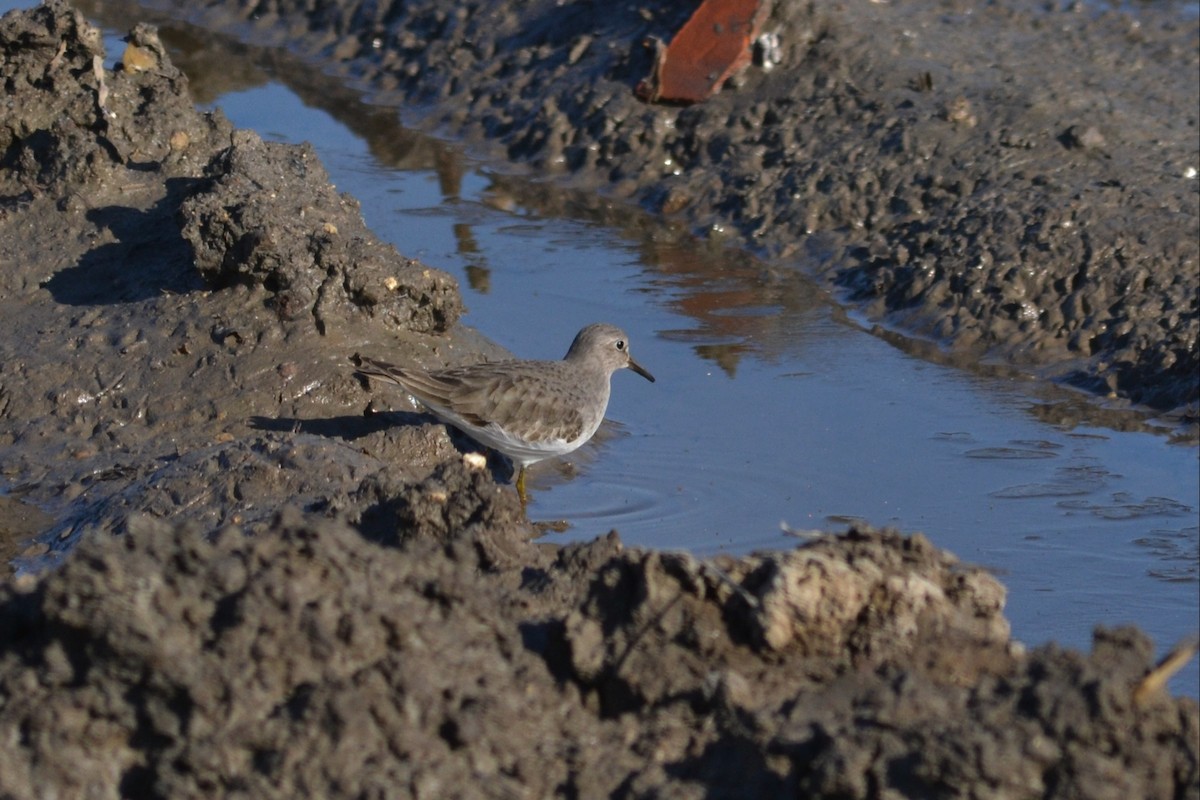 Temminck's Stint - ML297332791