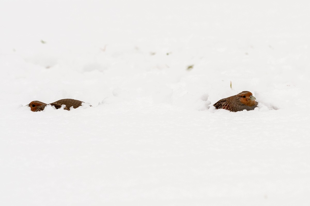 Gray Partridge - ML297333581