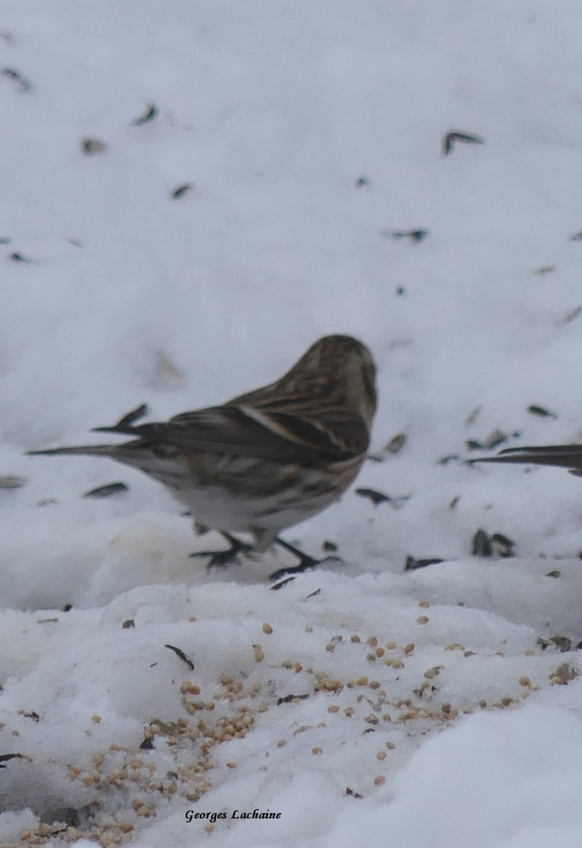 Redpoll (Common) - ML297333731