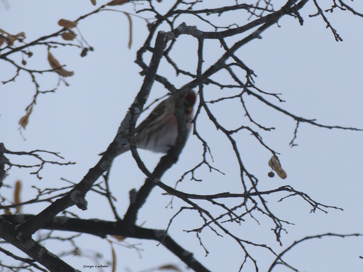 Redpoll (Common) - ML297333761