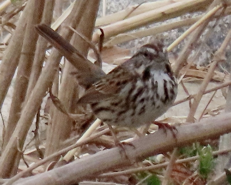 Song Sparrow - greg slak