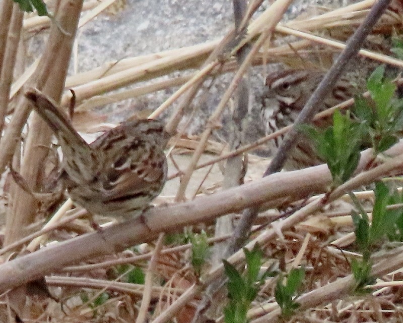 Song Sparrow - greg slak