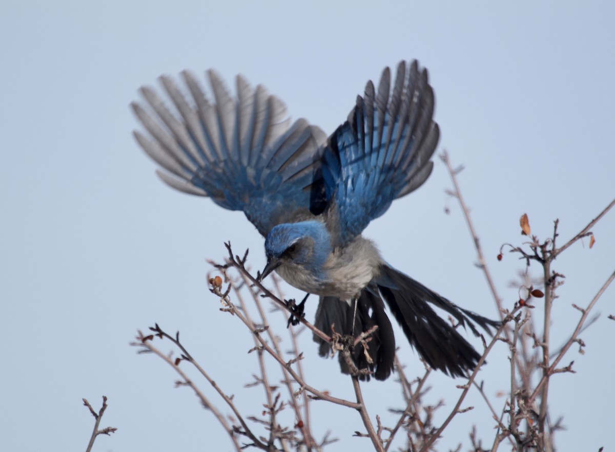 Woodhouse's Scrub-Jay - Jeremy Stringfield