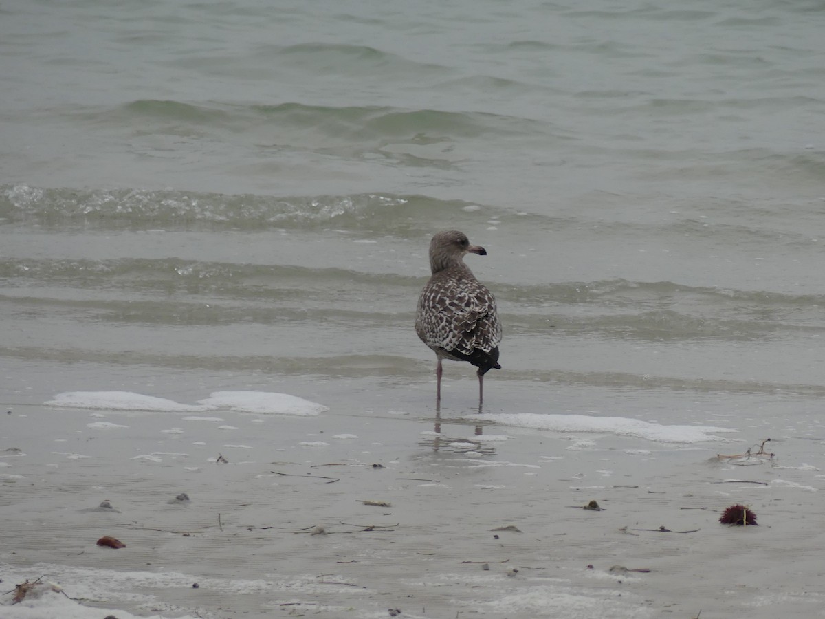 Gaviota Argéntea - ML297337591