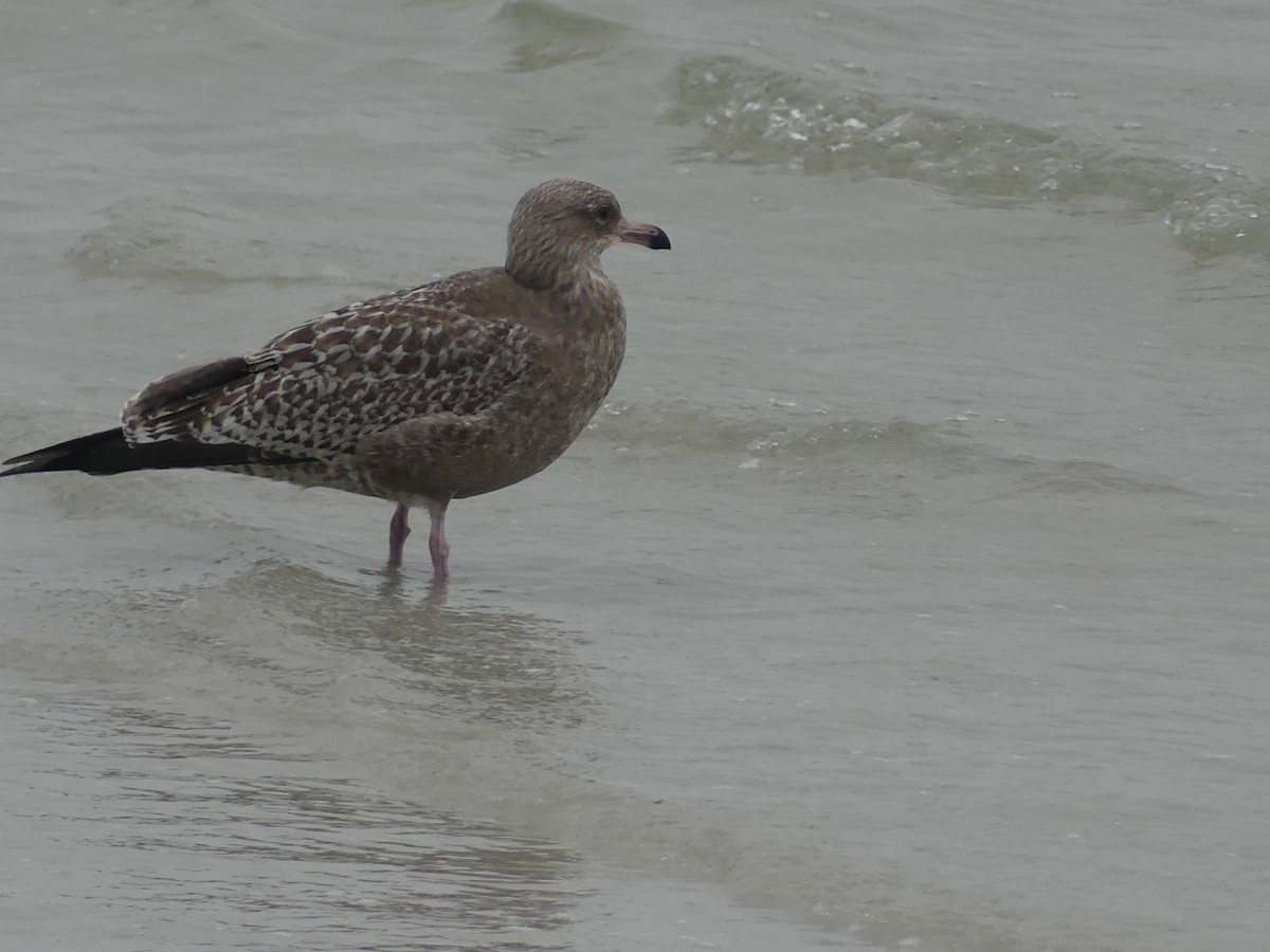 Herring Gull - ML297337661