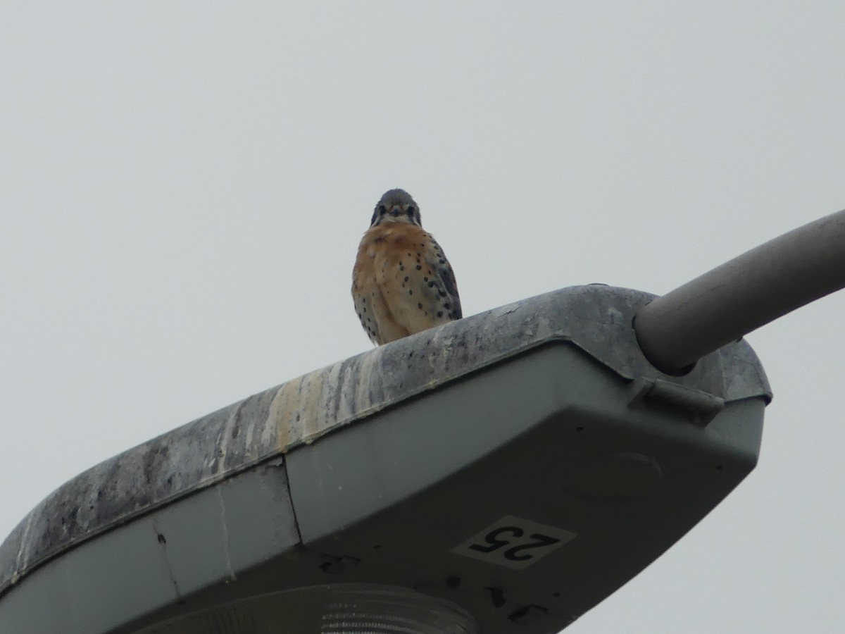 American Kestrel - ML297337791