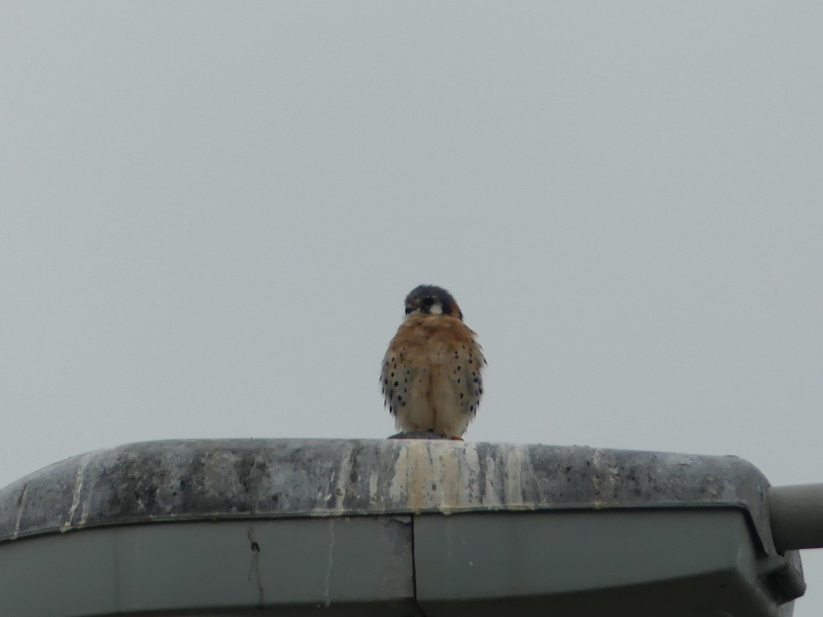 American Kestrel - ML297337831