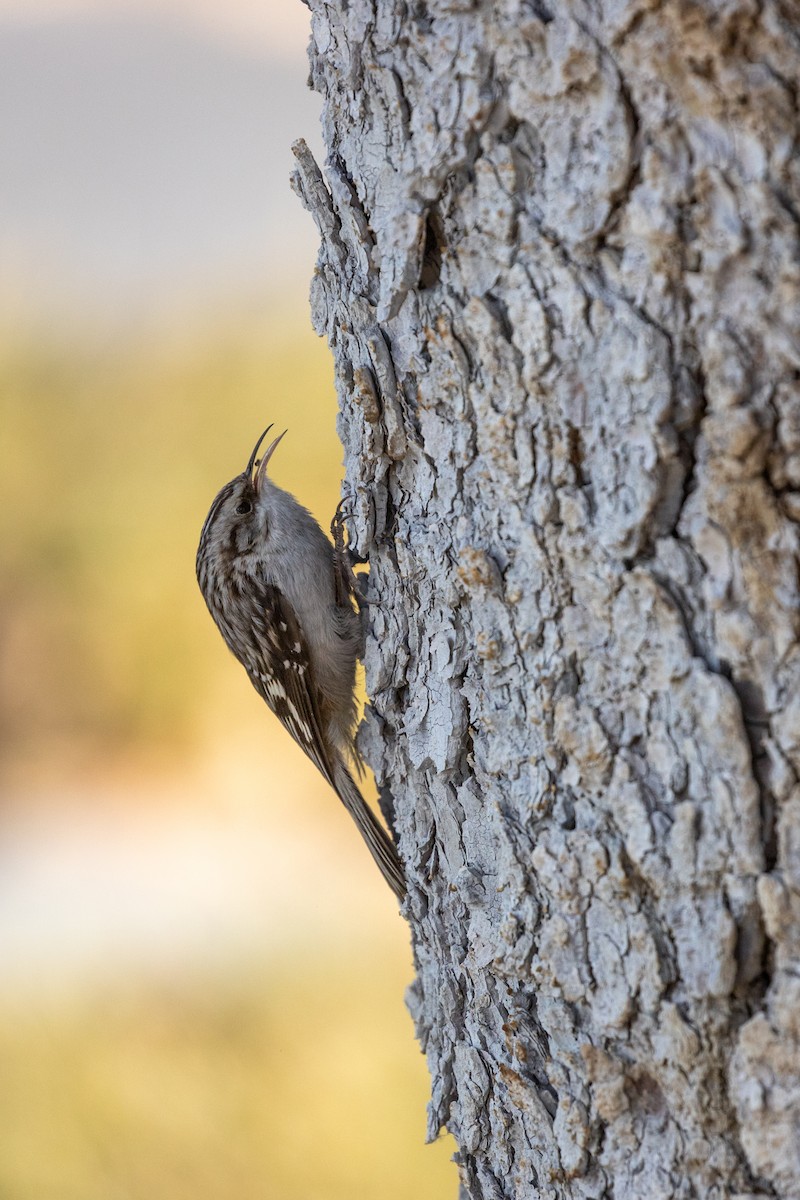 Brown Creeper - ML297338521