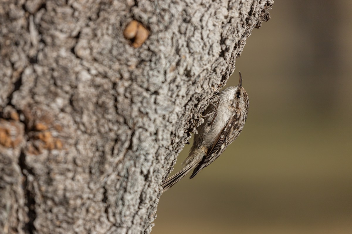 Brown Creeper - ML297338651