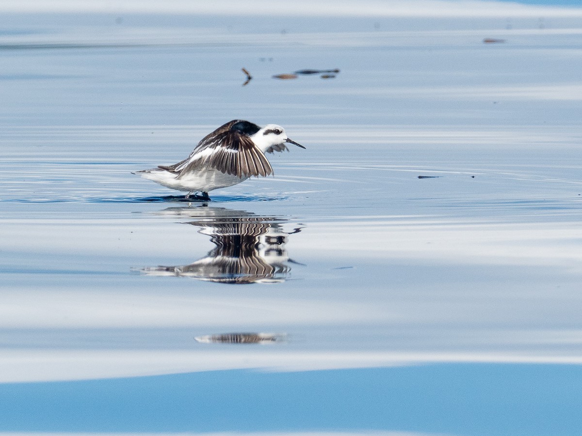 Red-necked Phalarope - ML297339231