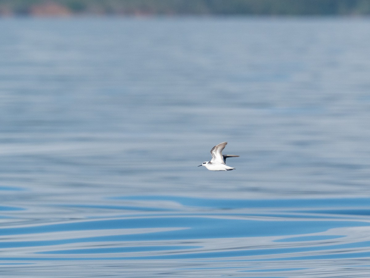 Red-necked Phalarope - ML297339241