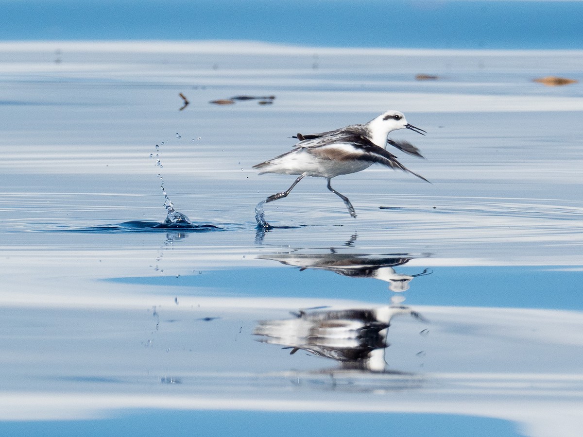 Red-necked Phalarope - ML297339251