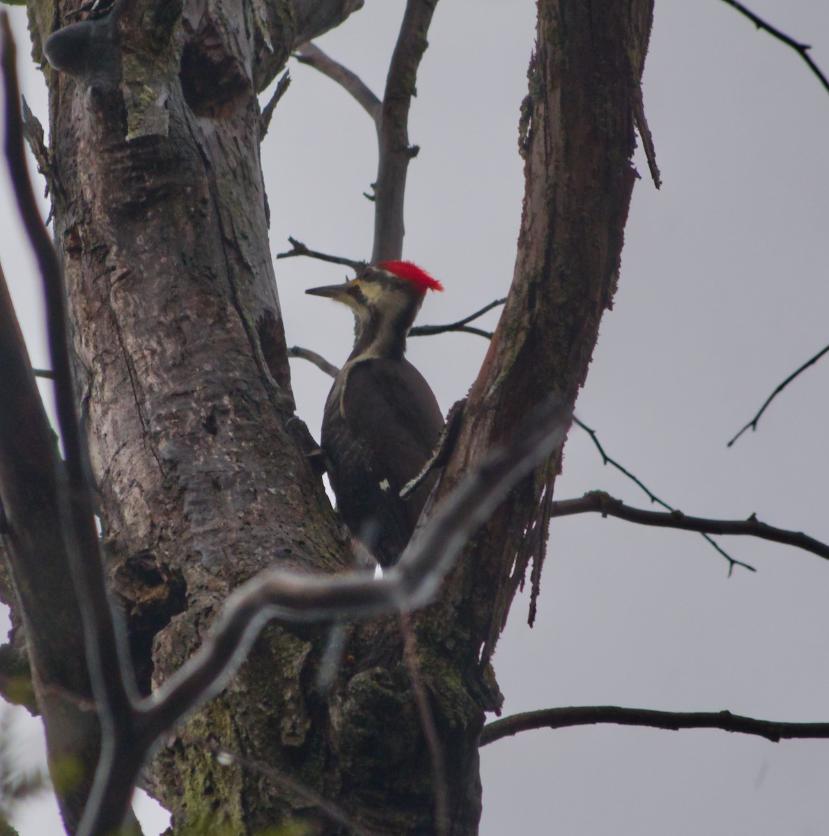 Pileated Woodpecker - ML297340501