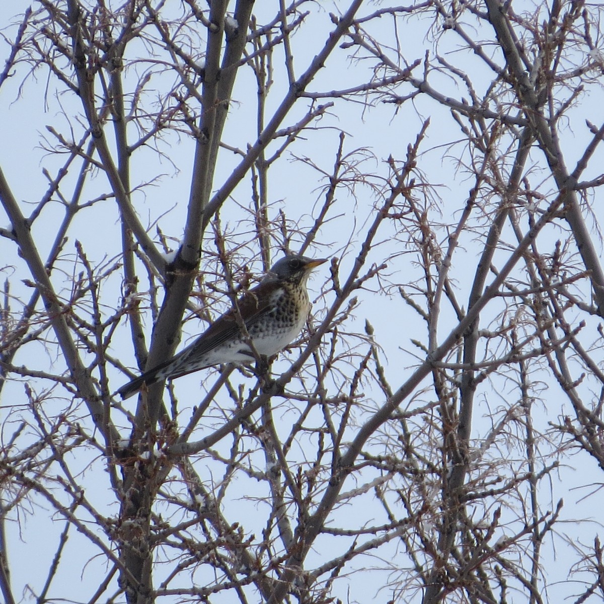 Fieldfare - raylene wall