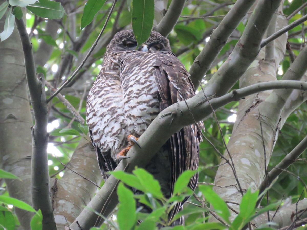 Powerful Owl - ML29734701