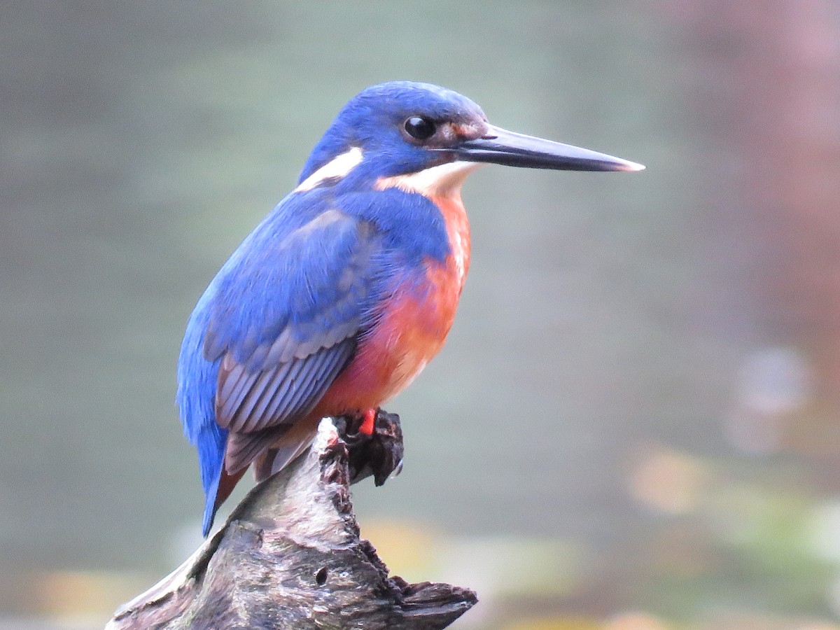 Azure Kingfisher - ML29734721