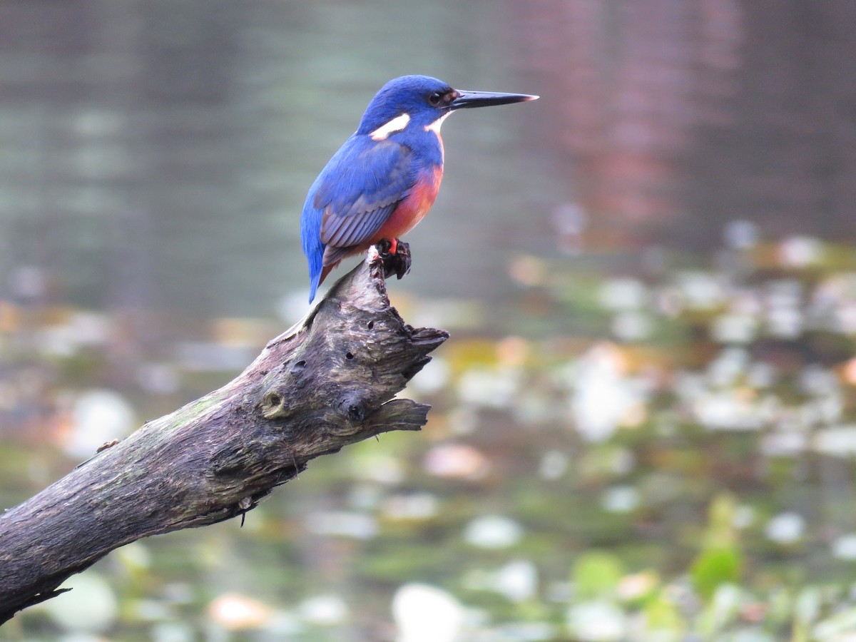 Azure Kingfisher - ML29734731