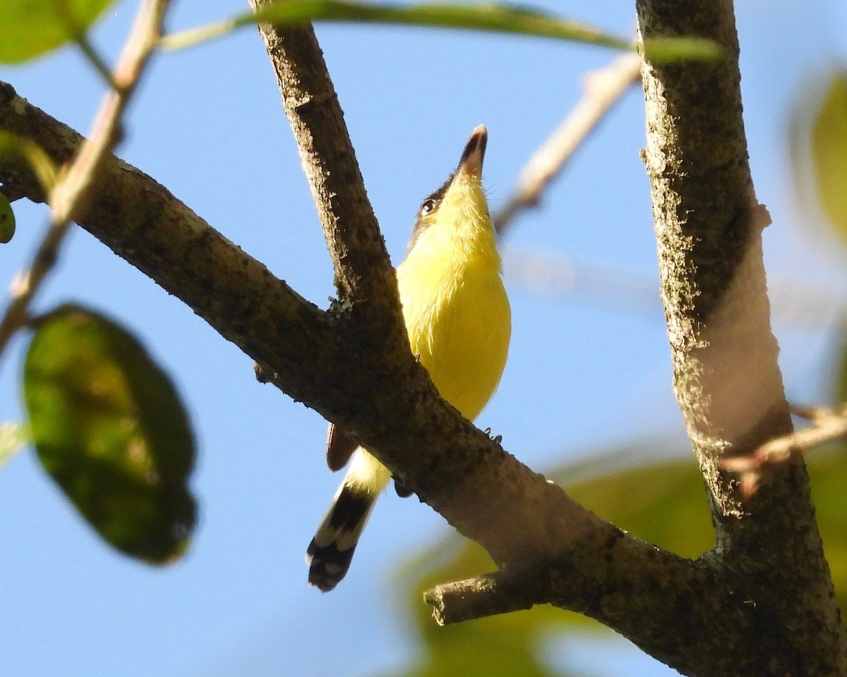 Common Tody-Flycatcher - ML297347521