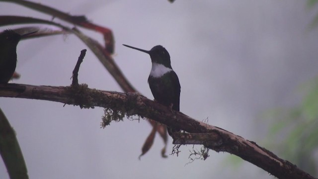 Collared Inca - ML297347991