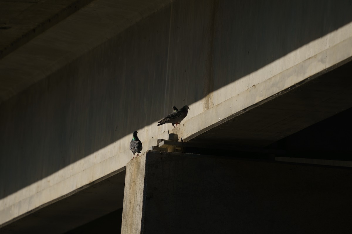 Rock Pigeon (Feral Pigeon) - ML297348451