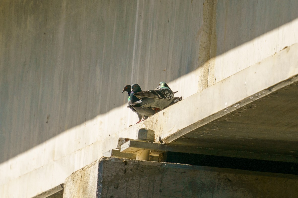 Rock Pigeon (Feral Pigeon) - ML297348481
