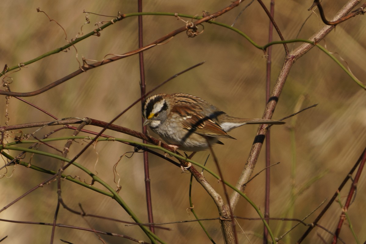 White-throated Sparrow - ML297348541