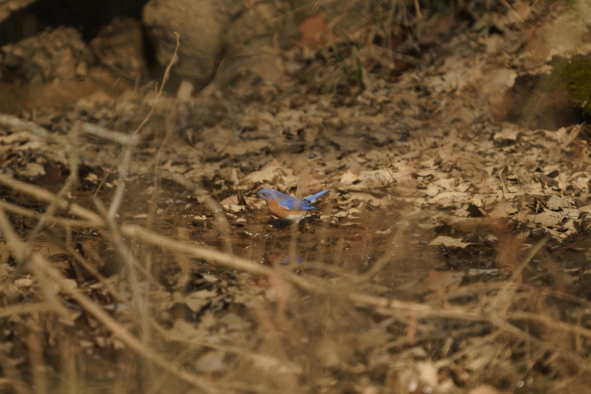 Eastern Bluebird - ML297348581