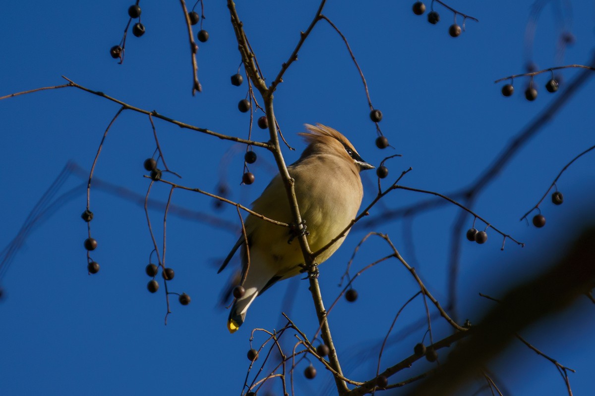 Cedar Waxwing - ML297348601