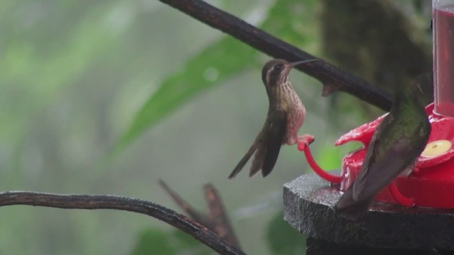 Colibri moucheté - ML297348671