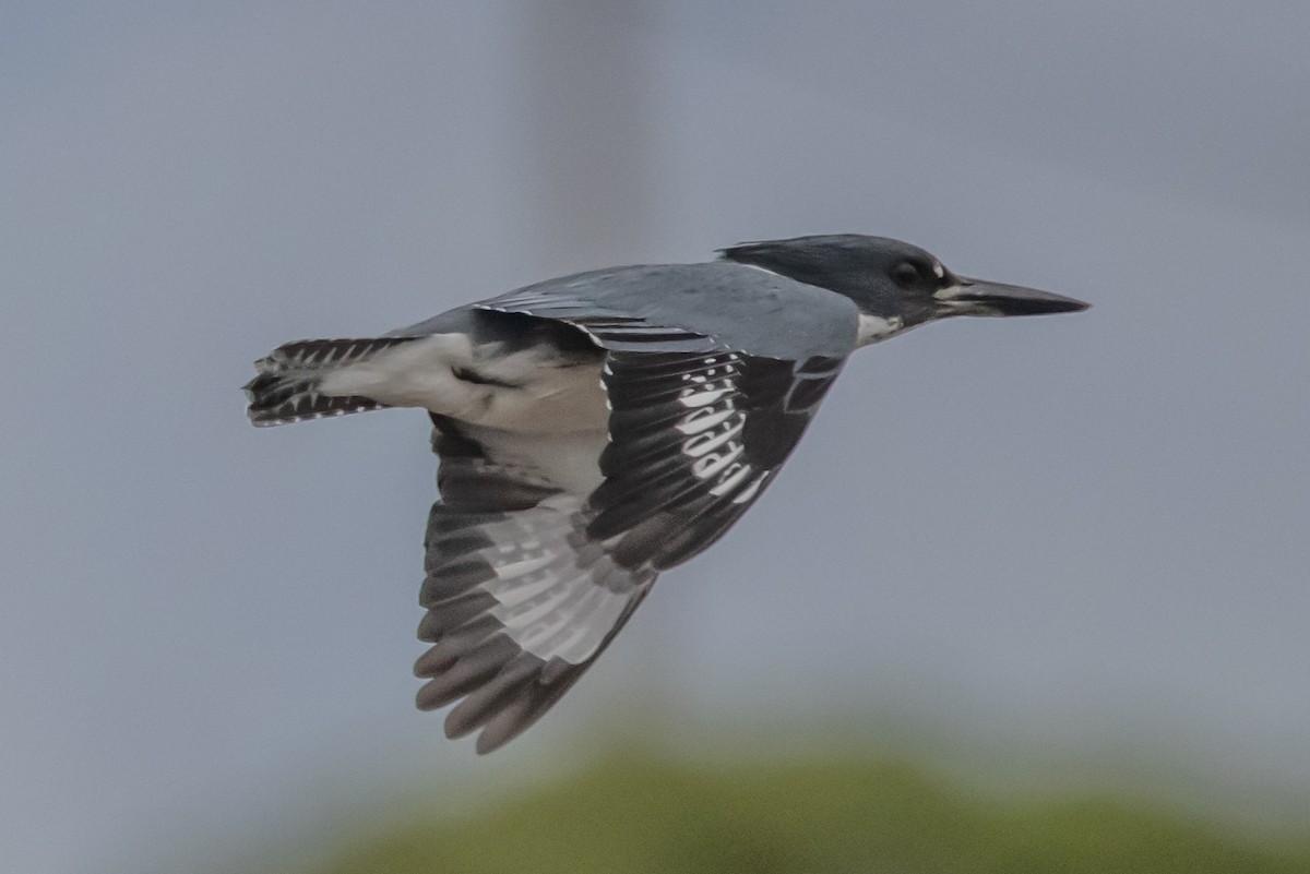 Martin-pêcheur d'Amérique - ML297348821