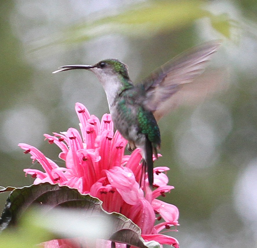 Crowned Woodnymph (Colombian Violet-crowned) - Larry Sirvio