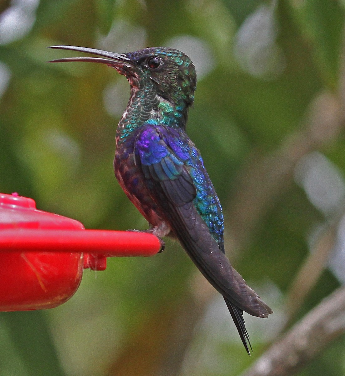 Crowned Woodnymph (Colombian Violet-crowned) - Larry Sirvio