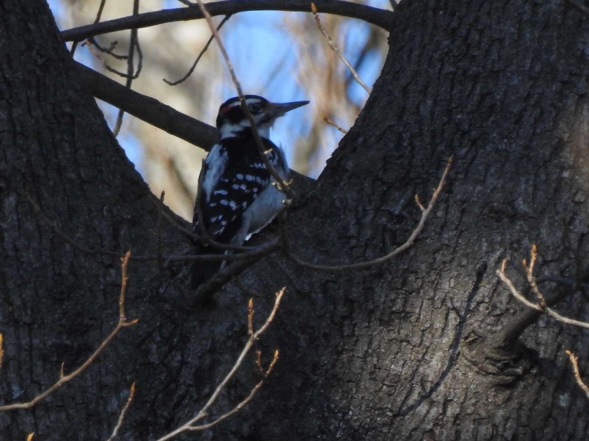 Hairy Woodpecker (Eastern) - ML297349961