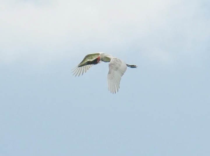 Jabiru d'Amérique - ML297350241