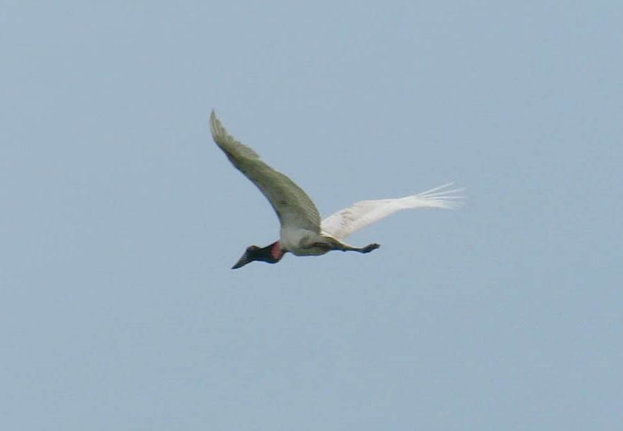 Jabiru d'Amérique - ML297350251