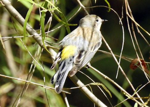 Yellow-rumped Warbler - ML297352521