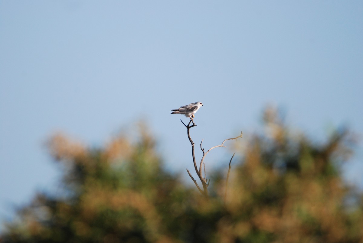 Black-winged Kite - ML297356331