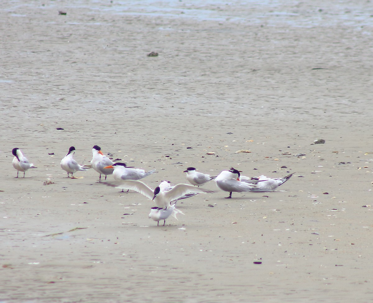 Sandwich Tern - ellen horak