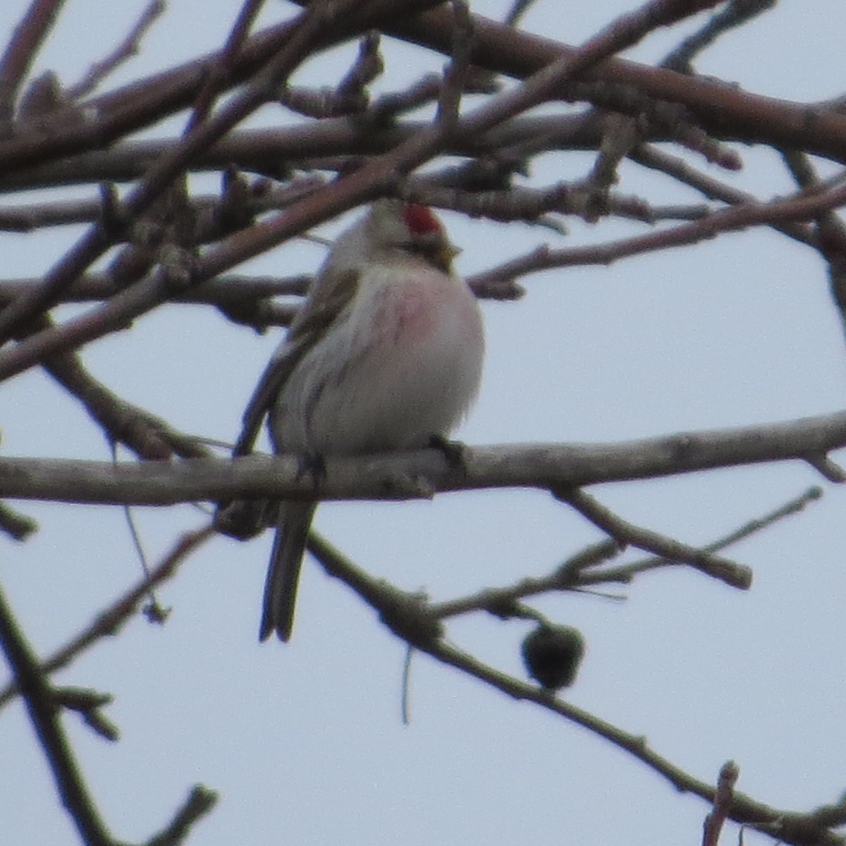 Hoary Redpoll - ML297356811