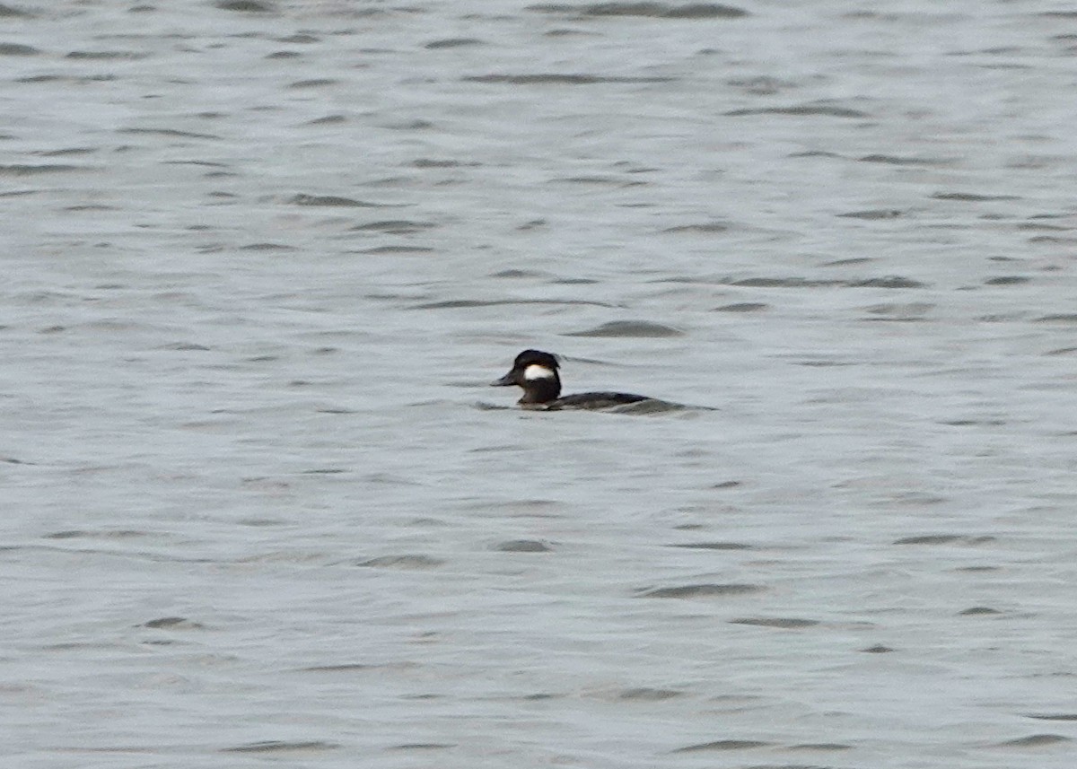 Bufflehead - ML297356901