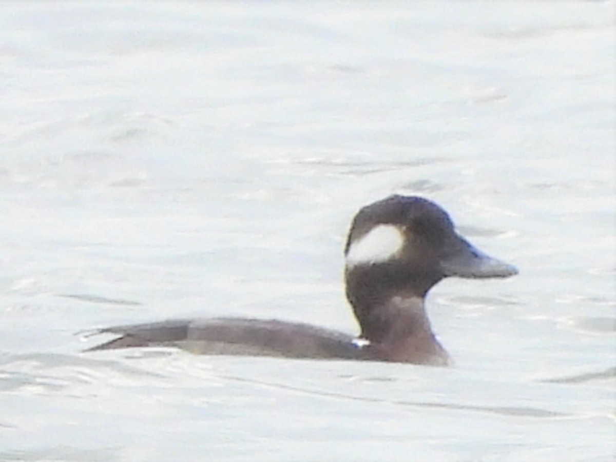 Bufflehead - ML297357321