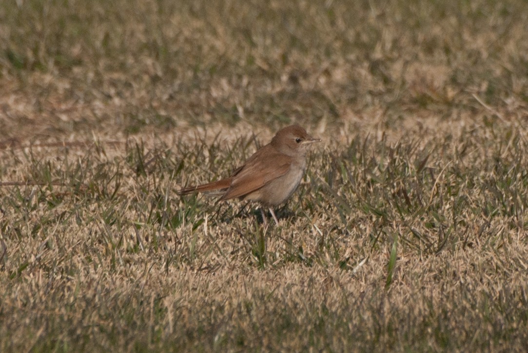 Urretxindor arrunta - ML297358271