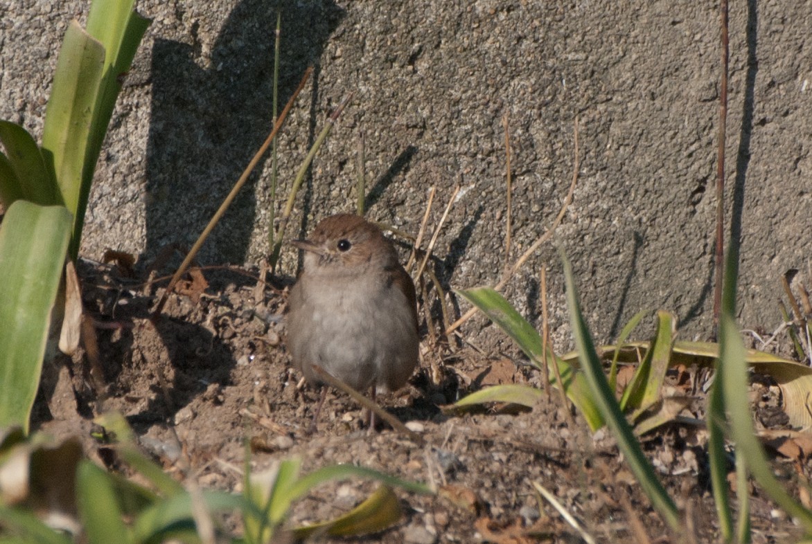 Urretxindor arrunta - ML297358291