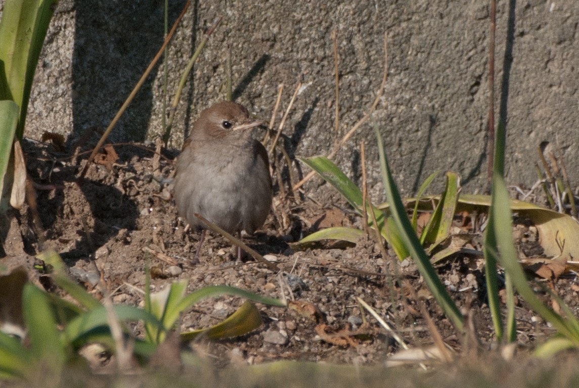 Urretxindor arrunta - ML297358301