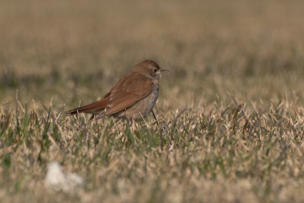 Urretxindor arrunta - ML297358311