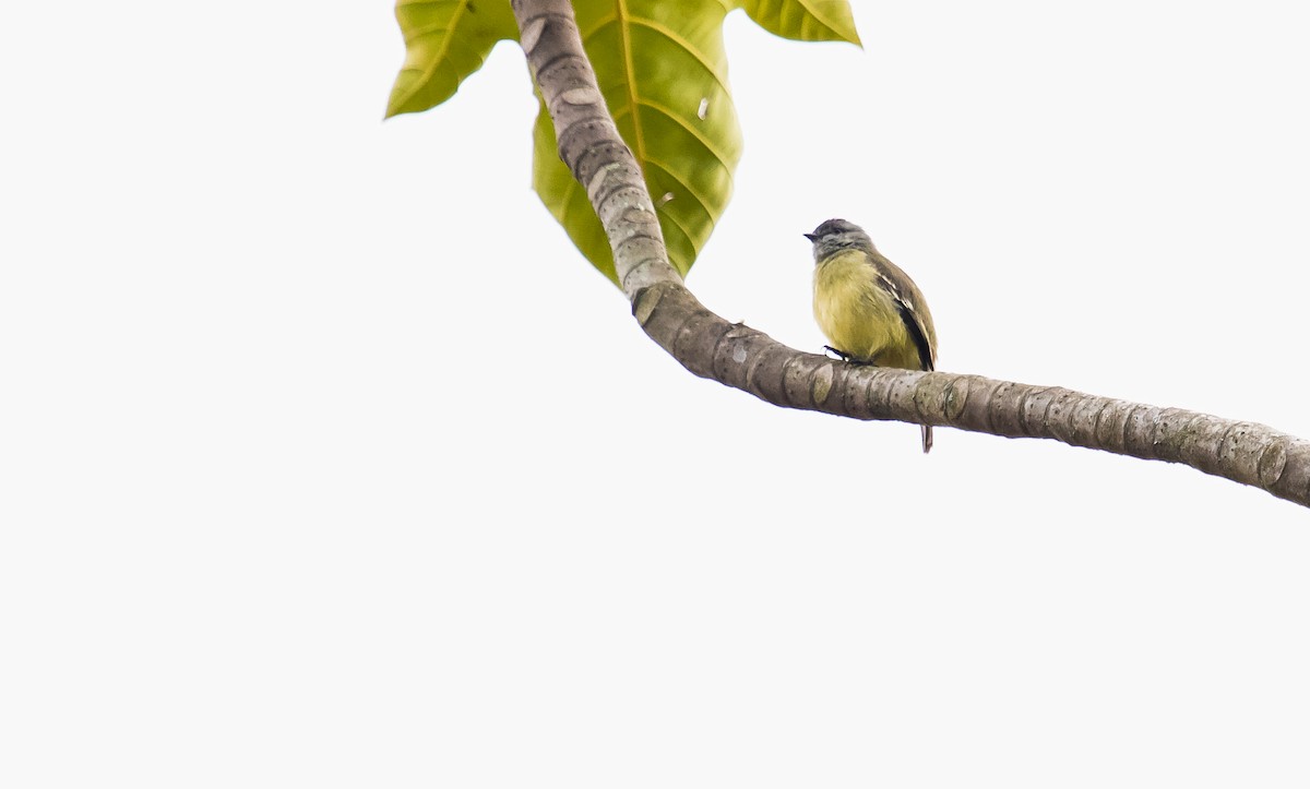 Yellow-crowned Tyrannulet - ML297359381