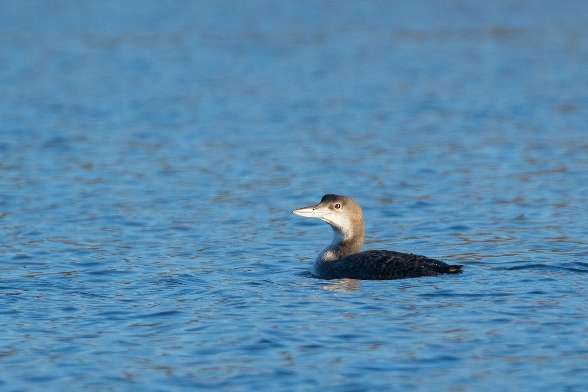 Common Loon - ML297359561