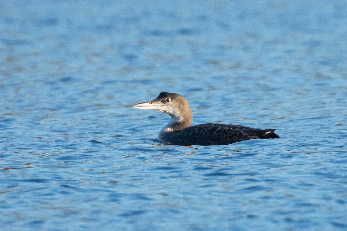 Common Loon - ML297359771
