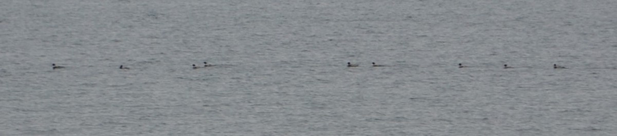 Red-breasted Merganser - Kevin Packard